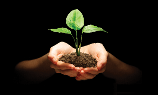 A person holding dirt and a plant in their hands.
